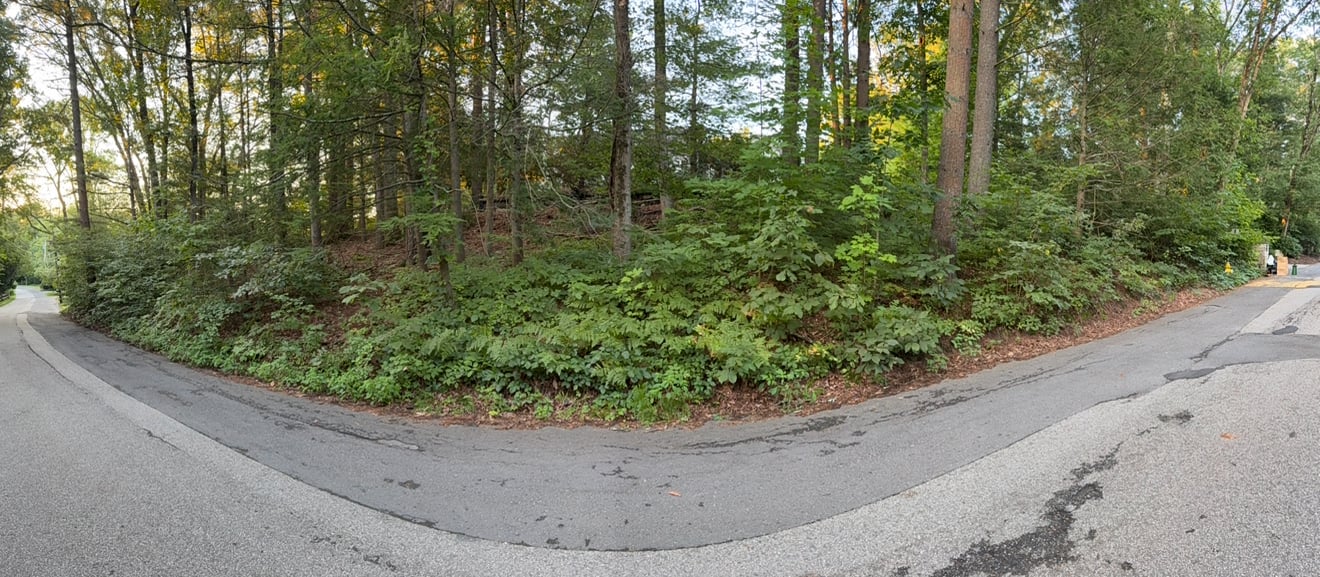 The same corner lot before clearing, covered in dense poison ivy and vines